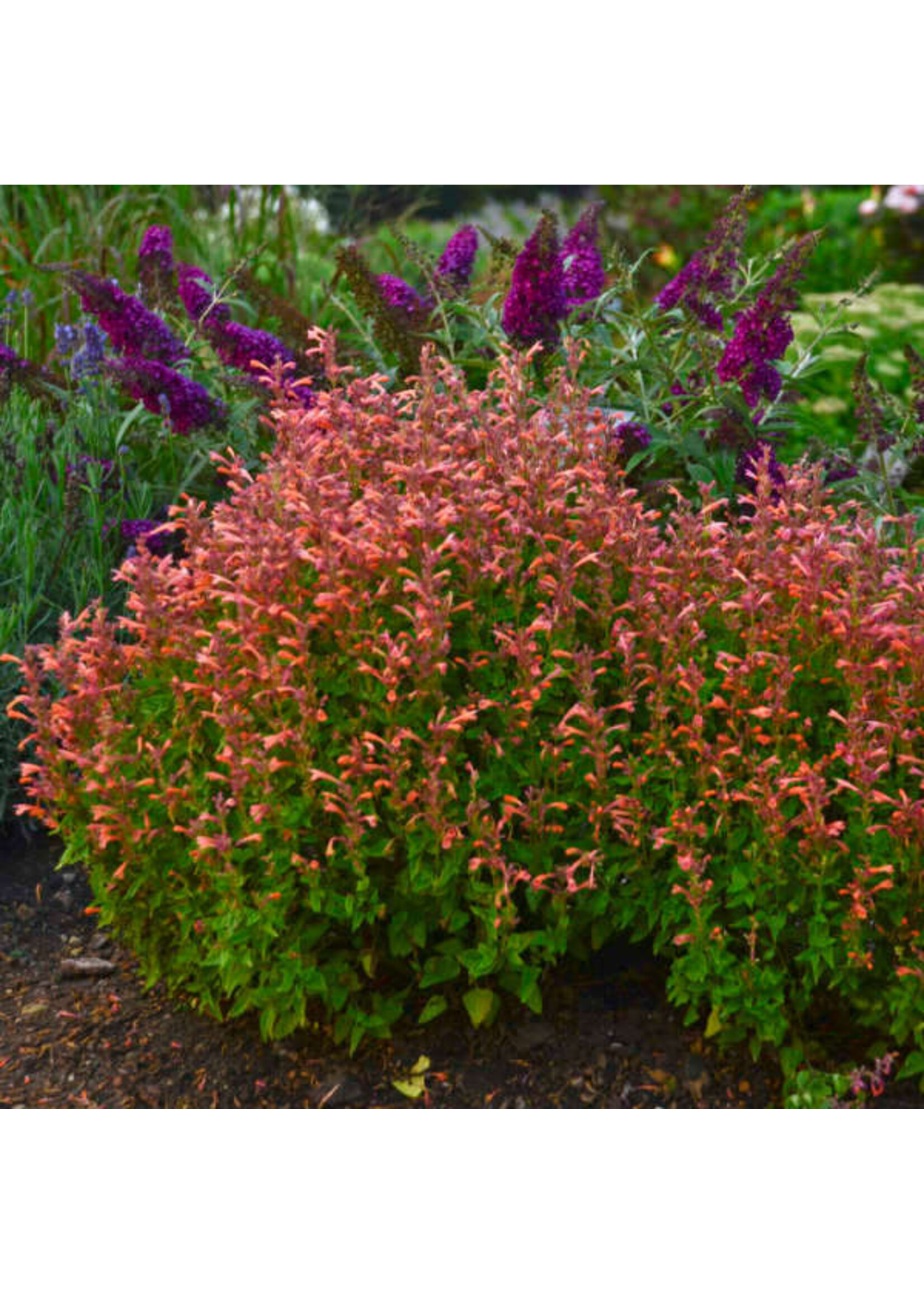 Agastache Mango Tango, Hyssop, #1