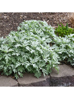 Artemisia x Silver lining, Wormwood,  #1