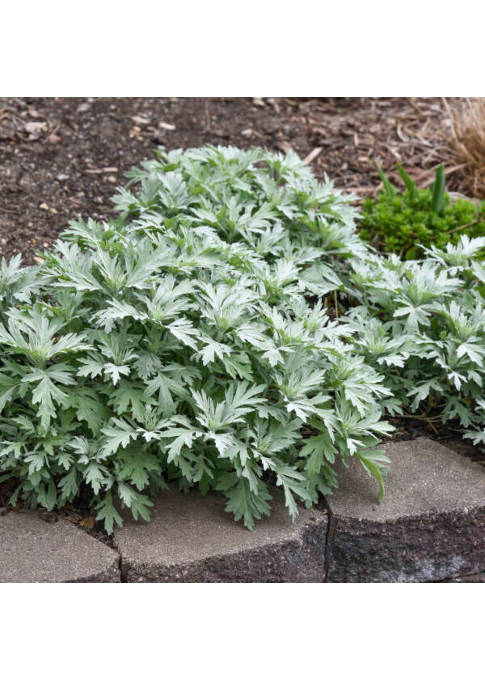 Artemisia x Silver lining, Wormwood,  #1