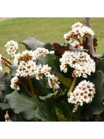 Bergenia Happily Ever After, Pigsqueak #1