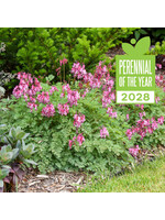 Dicentra Pink Diamonds, Bleeding Heart #1