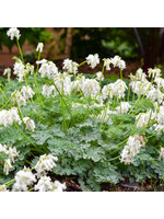 Dicentra White Diamonds, Bleeding Heart #1