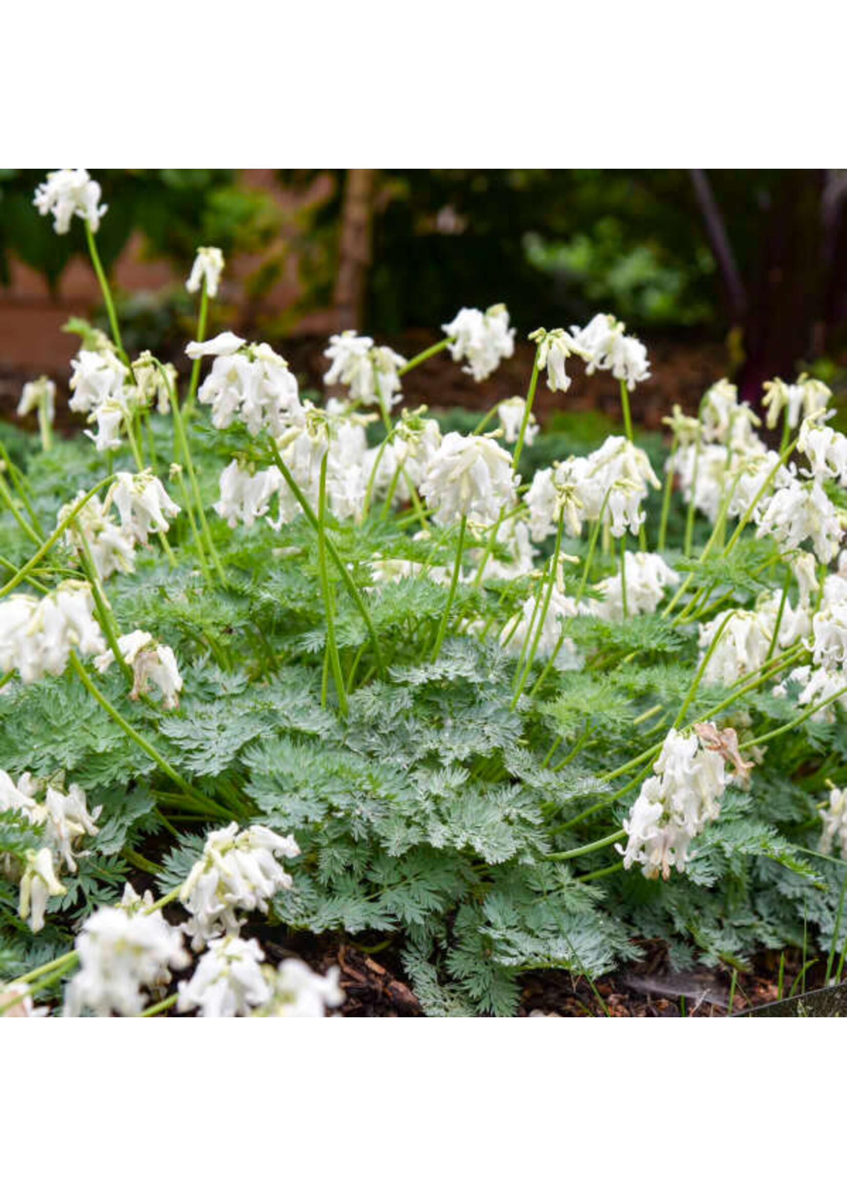 Dicentra White Diamonds, Bleeding Heart #1
