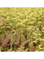 Epimedium Woodland Elf, Barrenwort, #1
