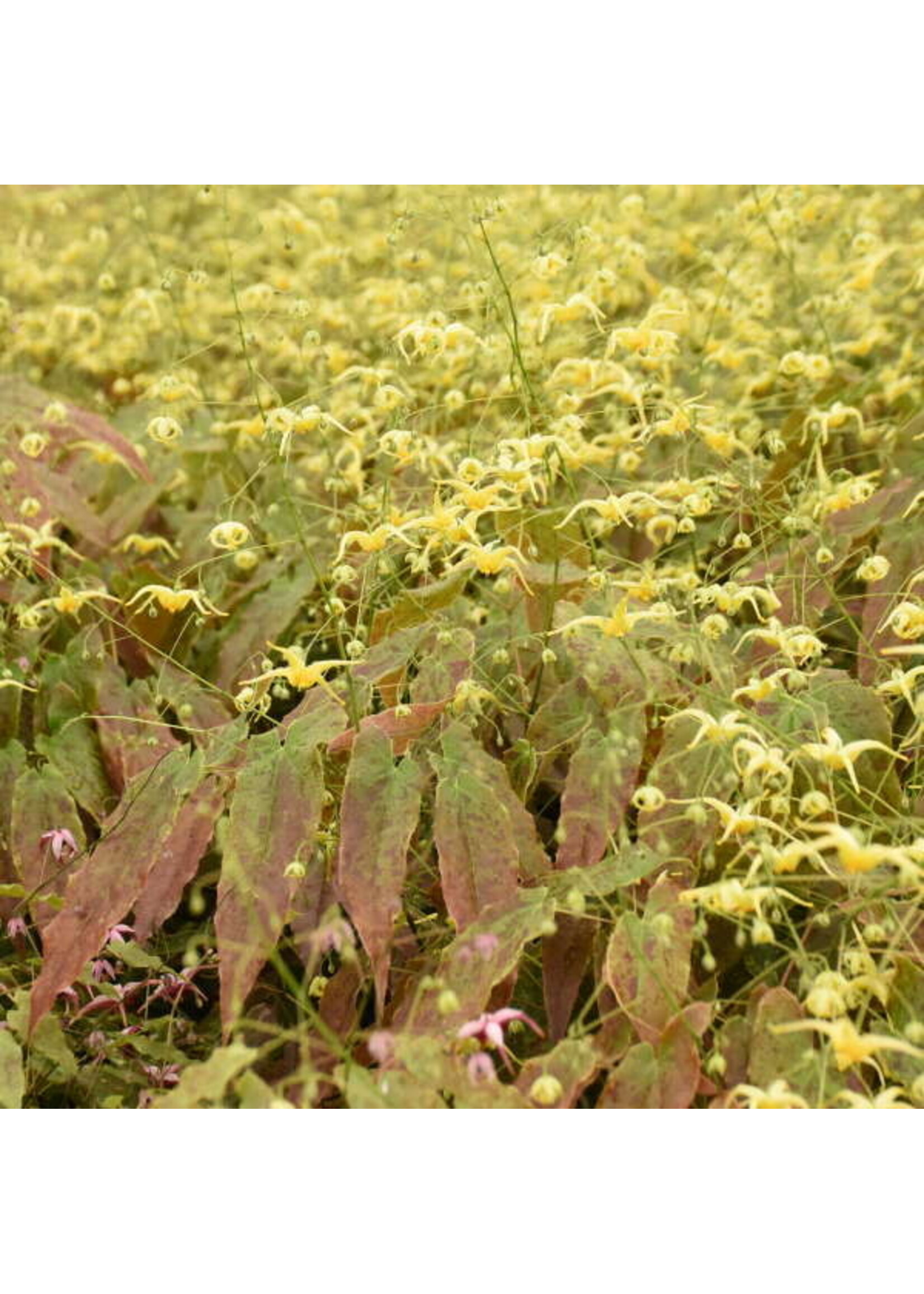 Epimedium Woodland Elf, Barrenwort, #1