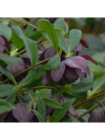 Helleborus Wedding Party Dashing Groomsmen, Lenten Rose #1