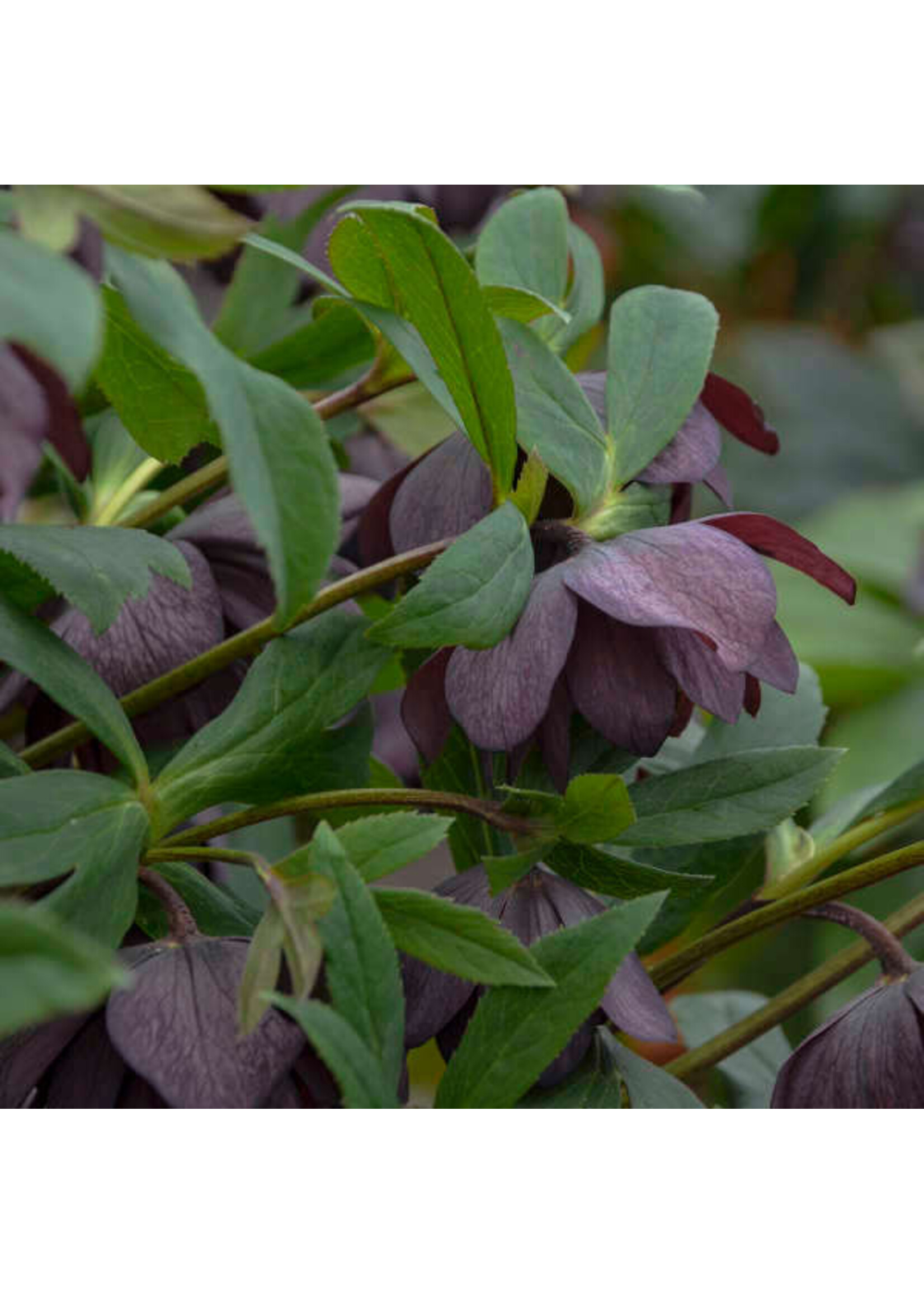 Helleborus Wedding Party Dashing Groomsmen, Lenten Rose #1