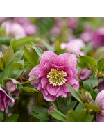 Helleborus Wedding Party Crasher, Lenten Rose #1