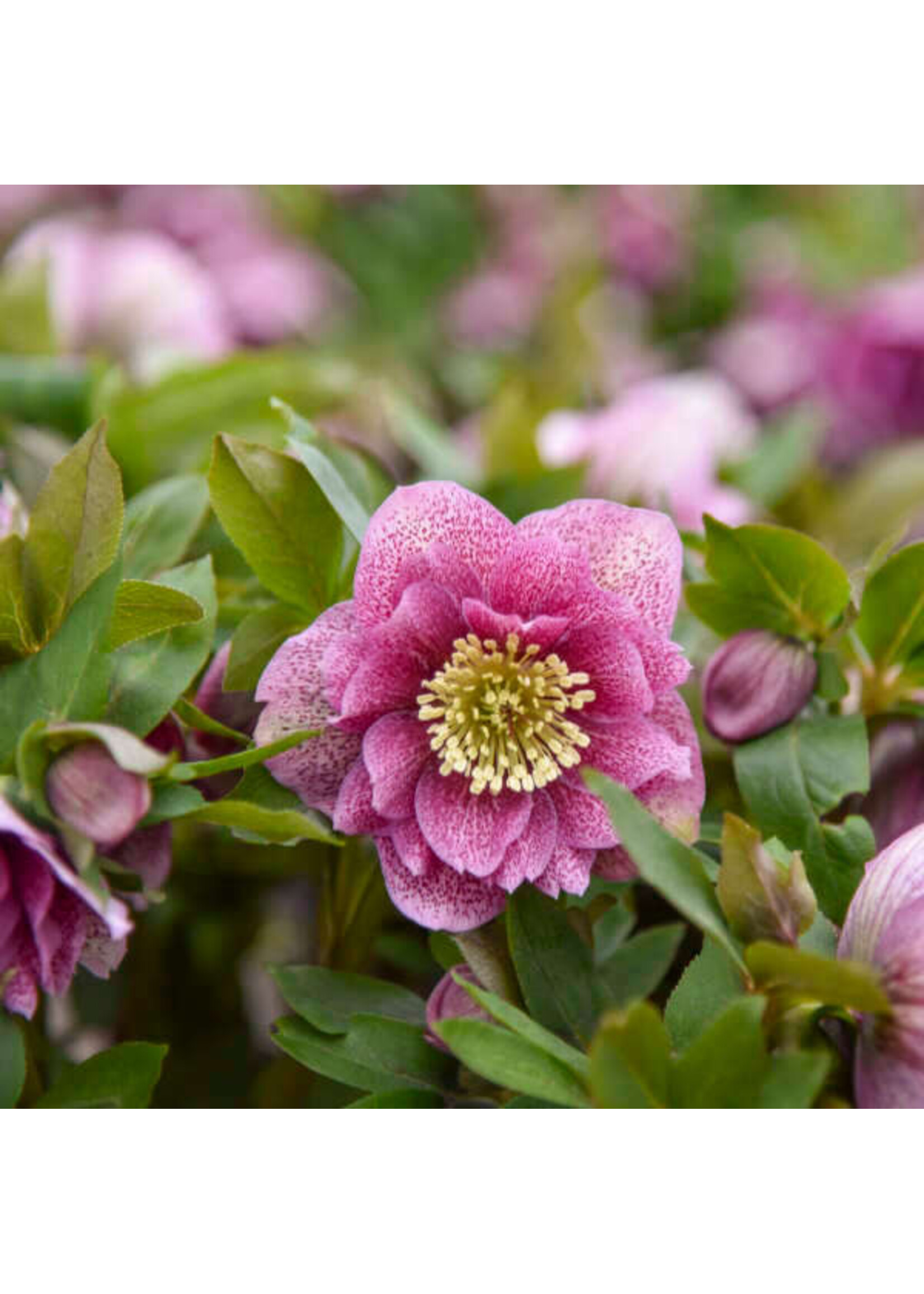 Helleborus Wedding Party Crasher, Lenten Rose #1
