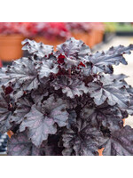 Heuchera Dolce Sultry Night, Coral Bells,  #1
