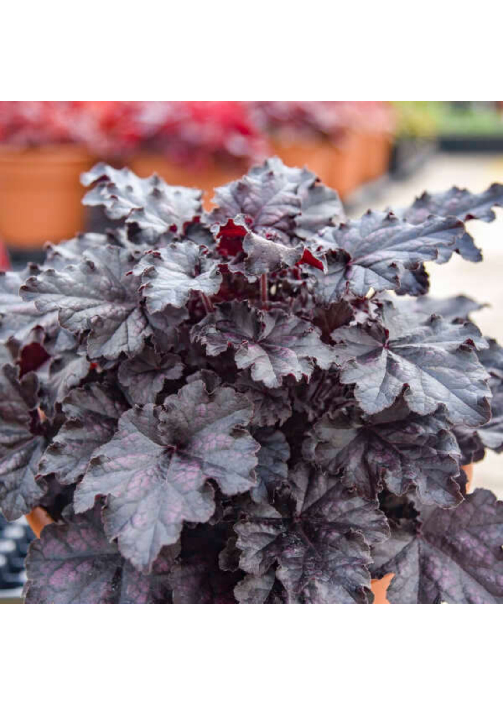 Heuchera Dolce Sultry Night, Coral Bells,  #1