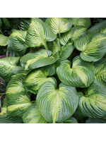 Hosta Cathedral Window, Plantain Lily, #1