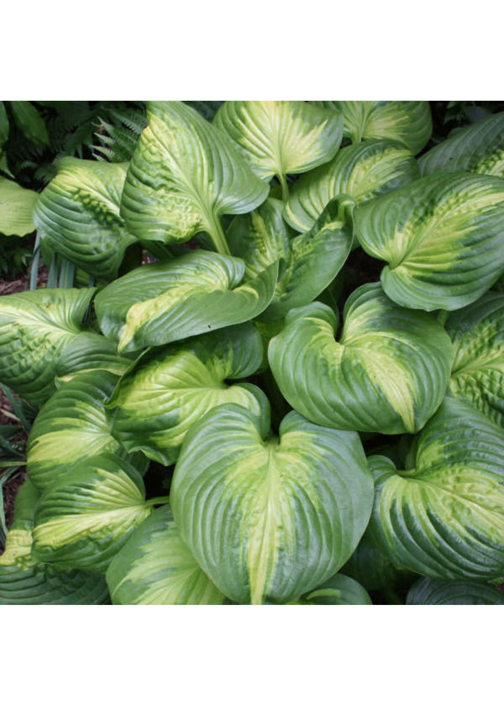 Hosta Cathedral Window, Plantain Lily, #1
