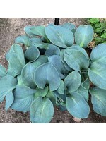 Hosta 'Silver Bullet  #1