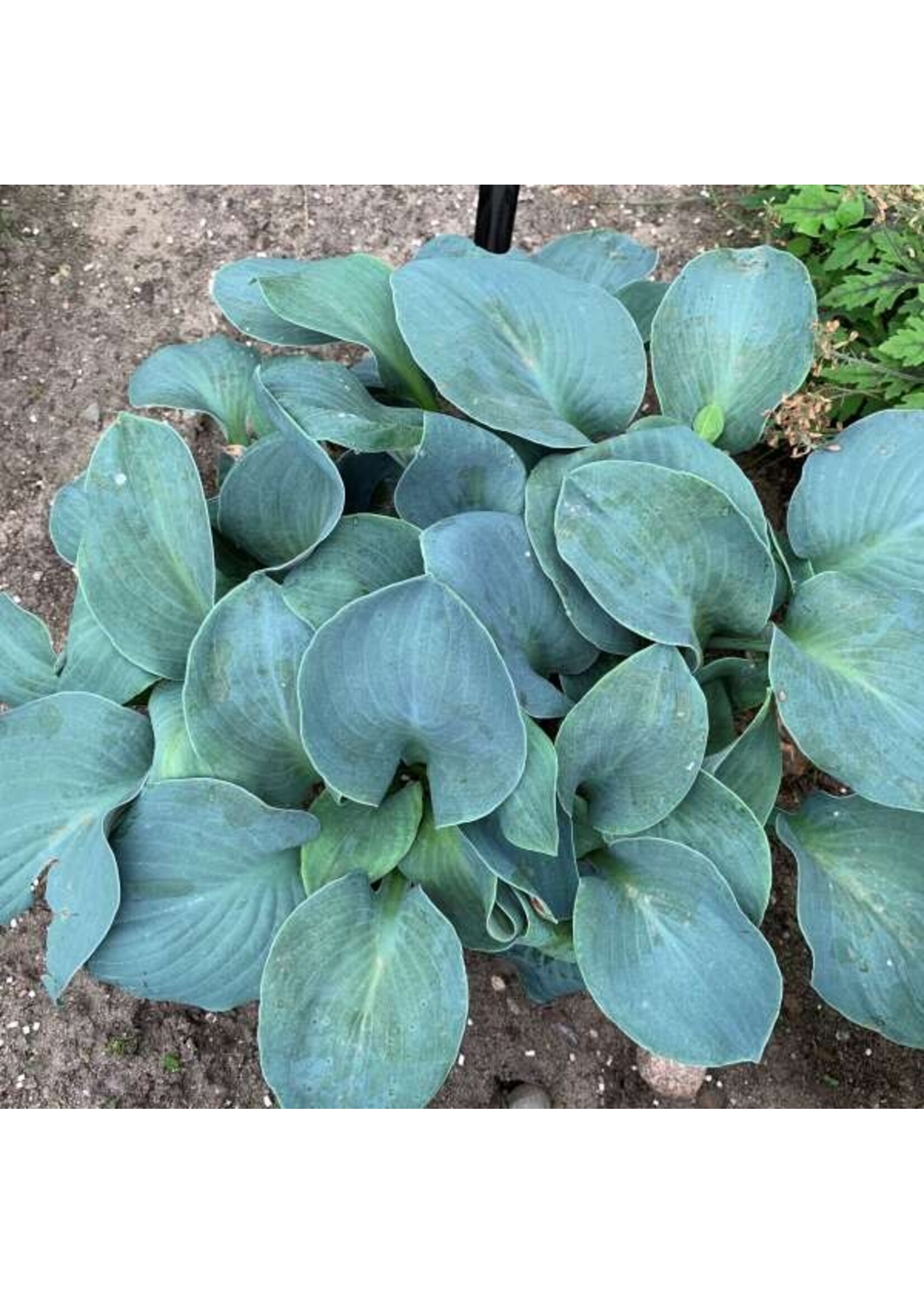 Hosta 'Silver Bullet  #1