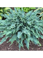 Hosta Wild Imagination #1