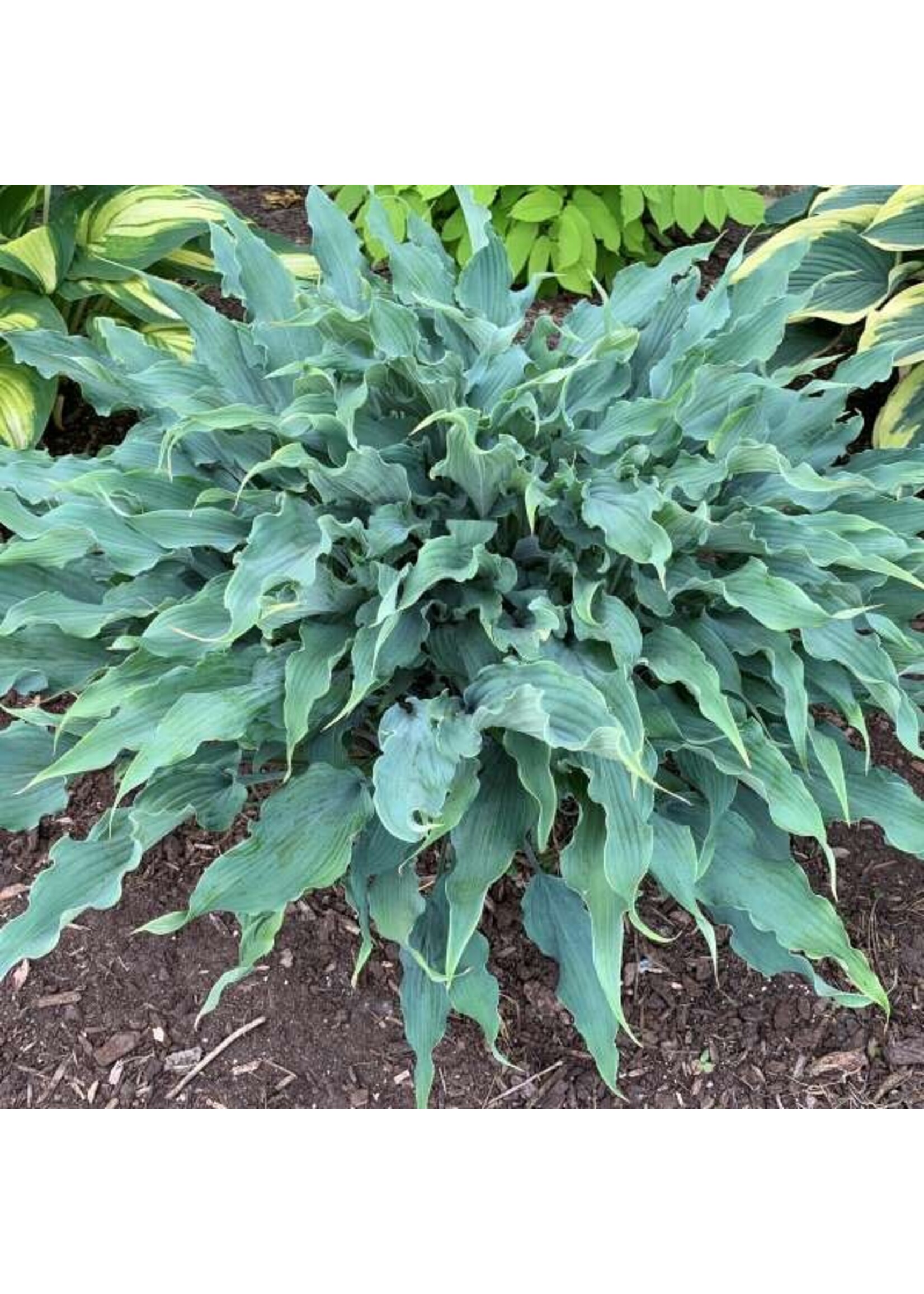 Hosta Wild Imagination #1