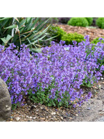 Nepeta Catwalk Queen, Catmint #1