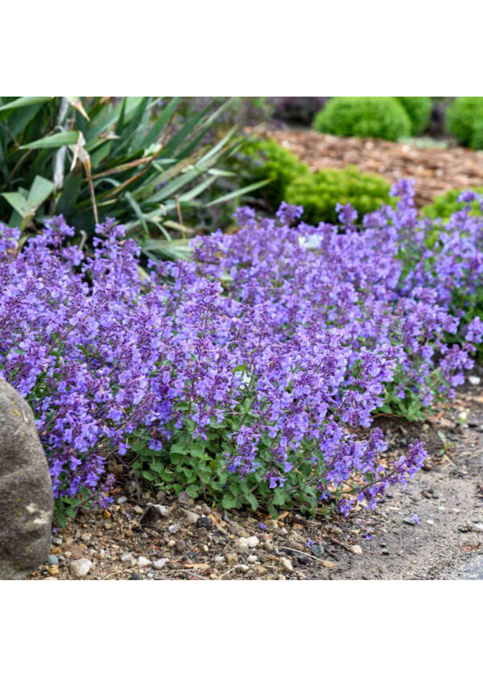 Nepeta Catwalk Queen, Catmint #1