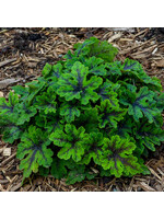 Tiarella Fingerpaint, Foamflower, #1 Container