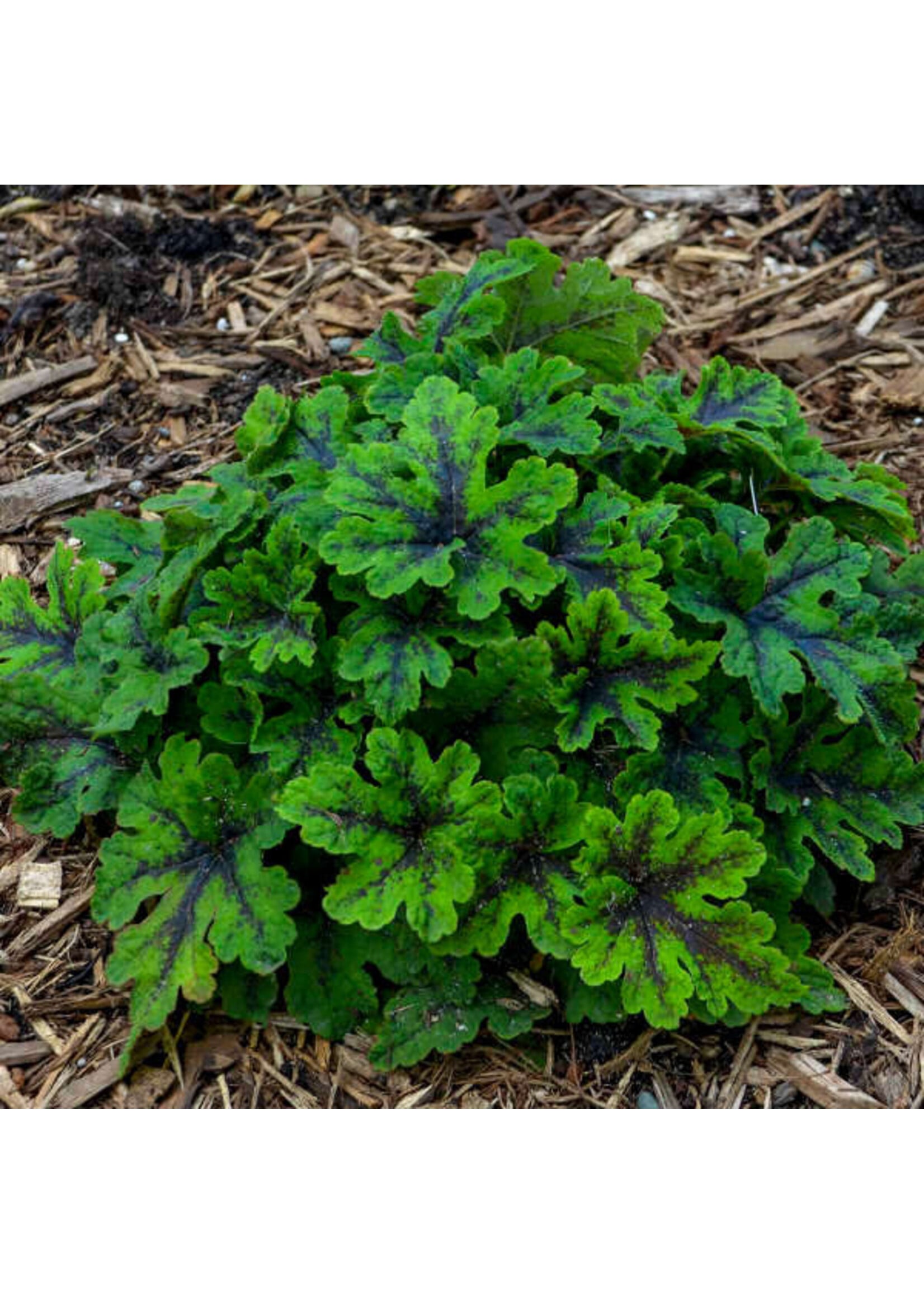 Tiarella Fingerpaint, Foamflower, #1 Container