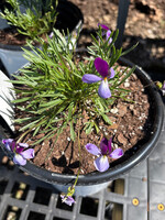 Viola pedata Eco Artist Palette, Bicolor Bird's foot violet