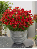 Coreopsis vert. Sizzle & Spice Hot paprika, Coreopsis #1