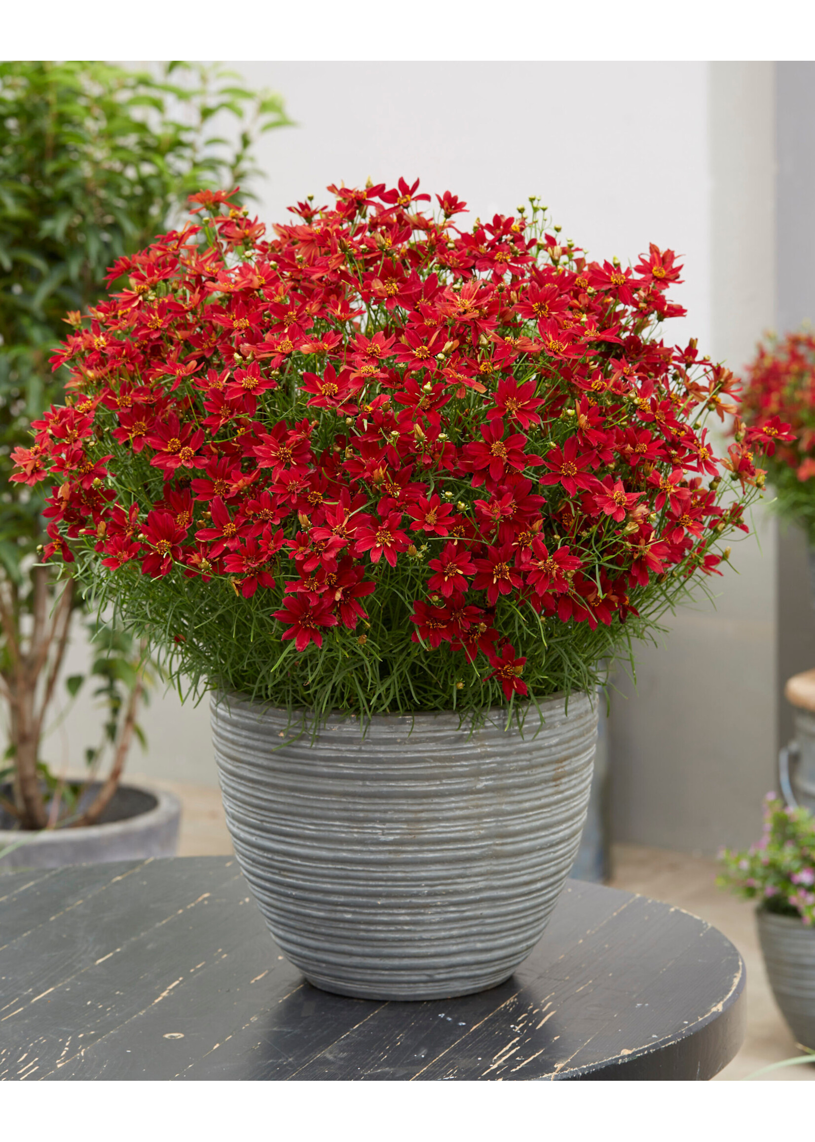 Coreopsis vert. Sizzle & Spice Hot paprika, Coreopsis #1