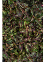 Lysimachia alfredii, Night Light Moneywort