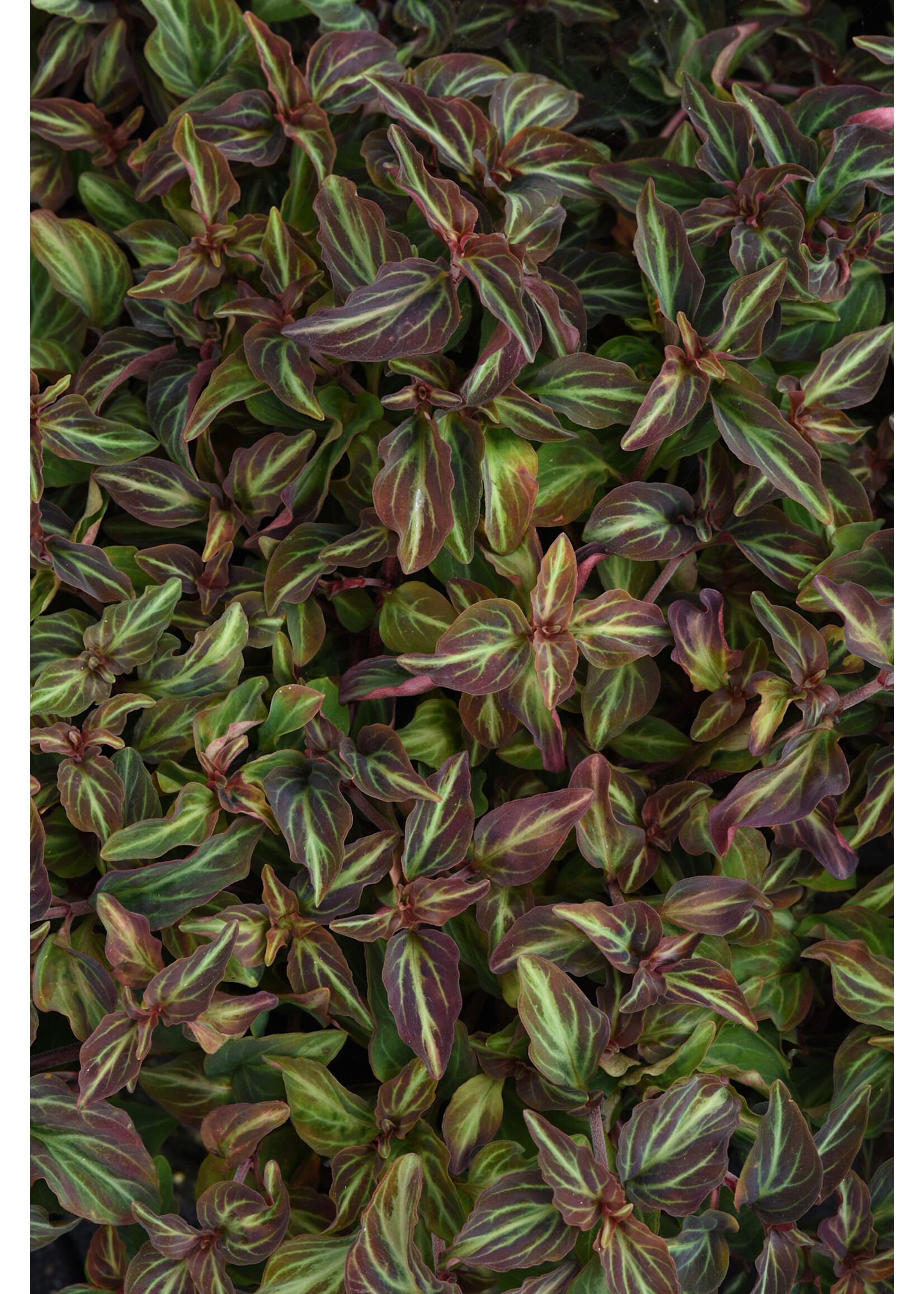 Lysimachia alfredii, Night Light Moneywort