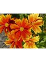 Coreopsis L'll Bang Darling Clementine, Tickseed,  #1