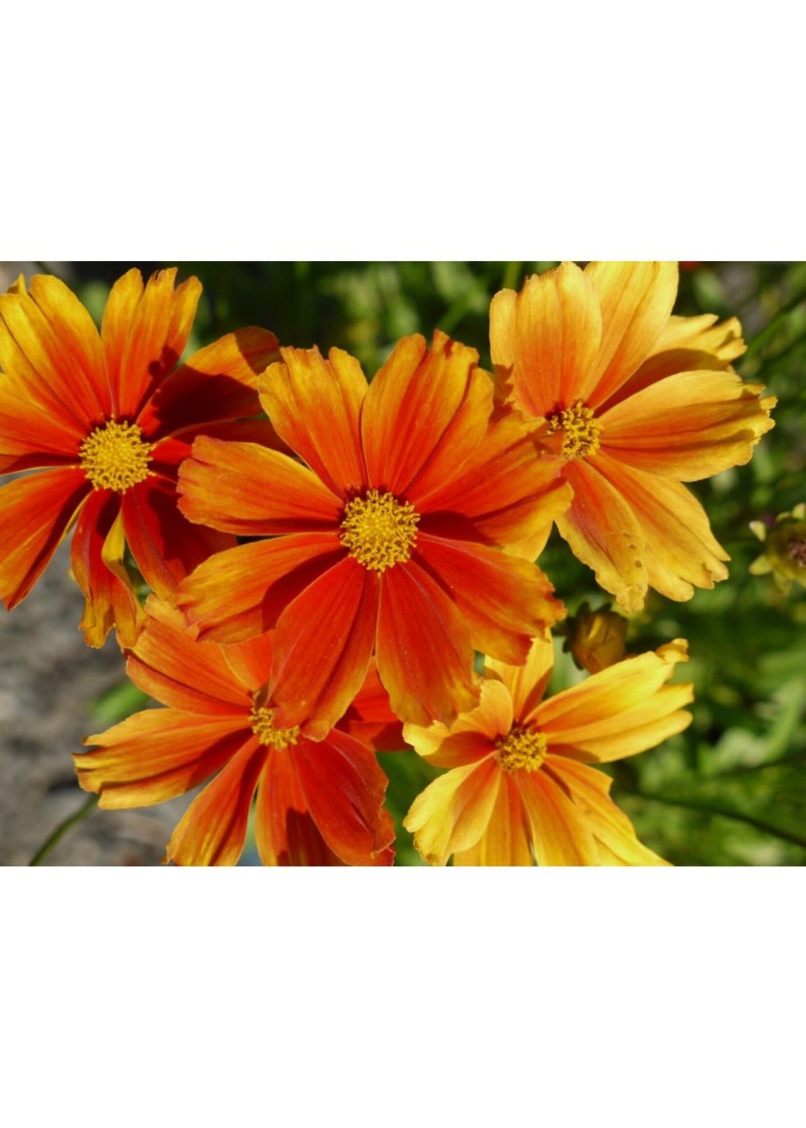 Coreopsis L'll Bang Darling Clementine, Tickseed,  #1