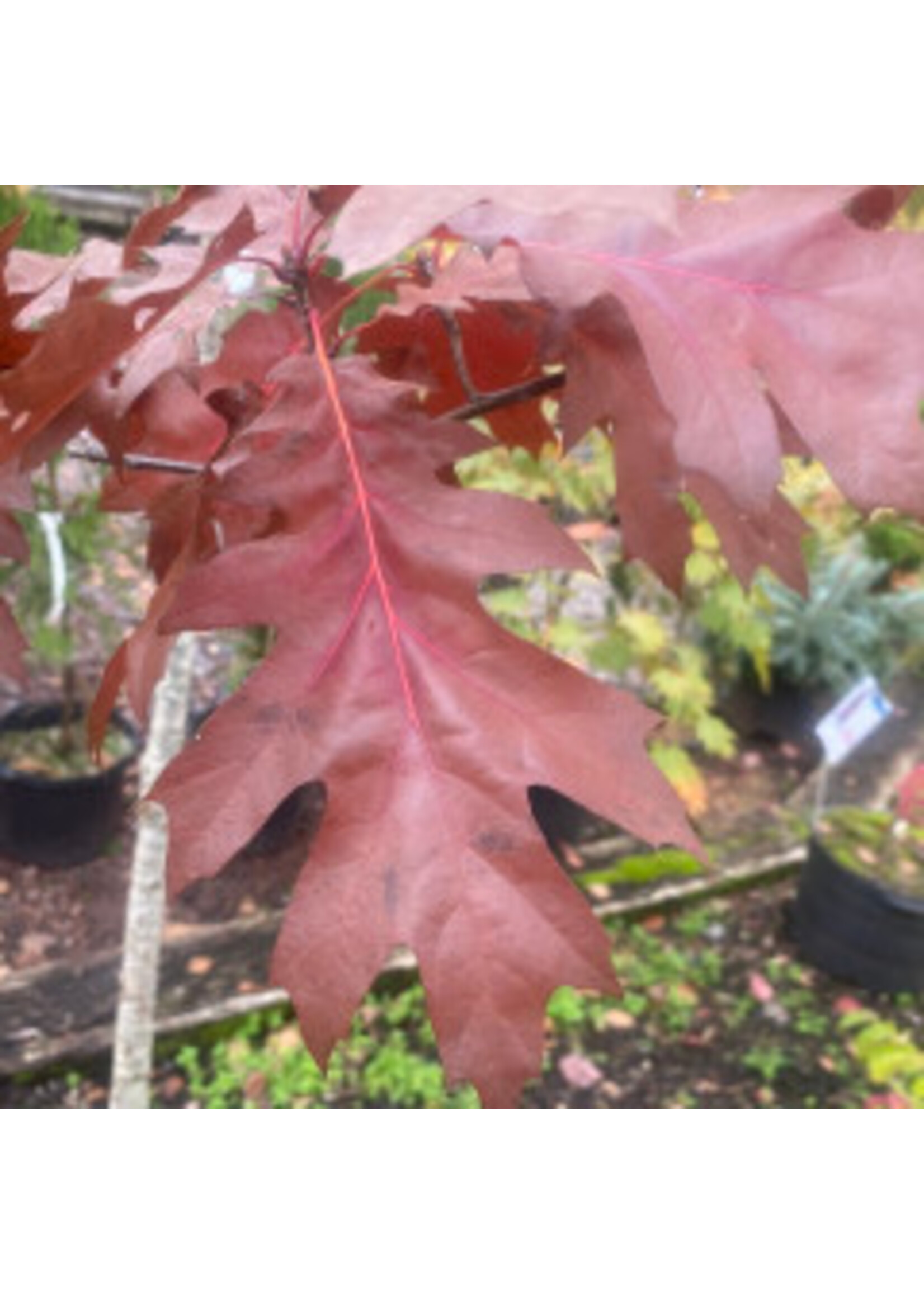 Quercus coccinea Oak, Scarlet, #15