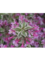 Weigela florida Verweig Weigela, My Monet purple effect, #3