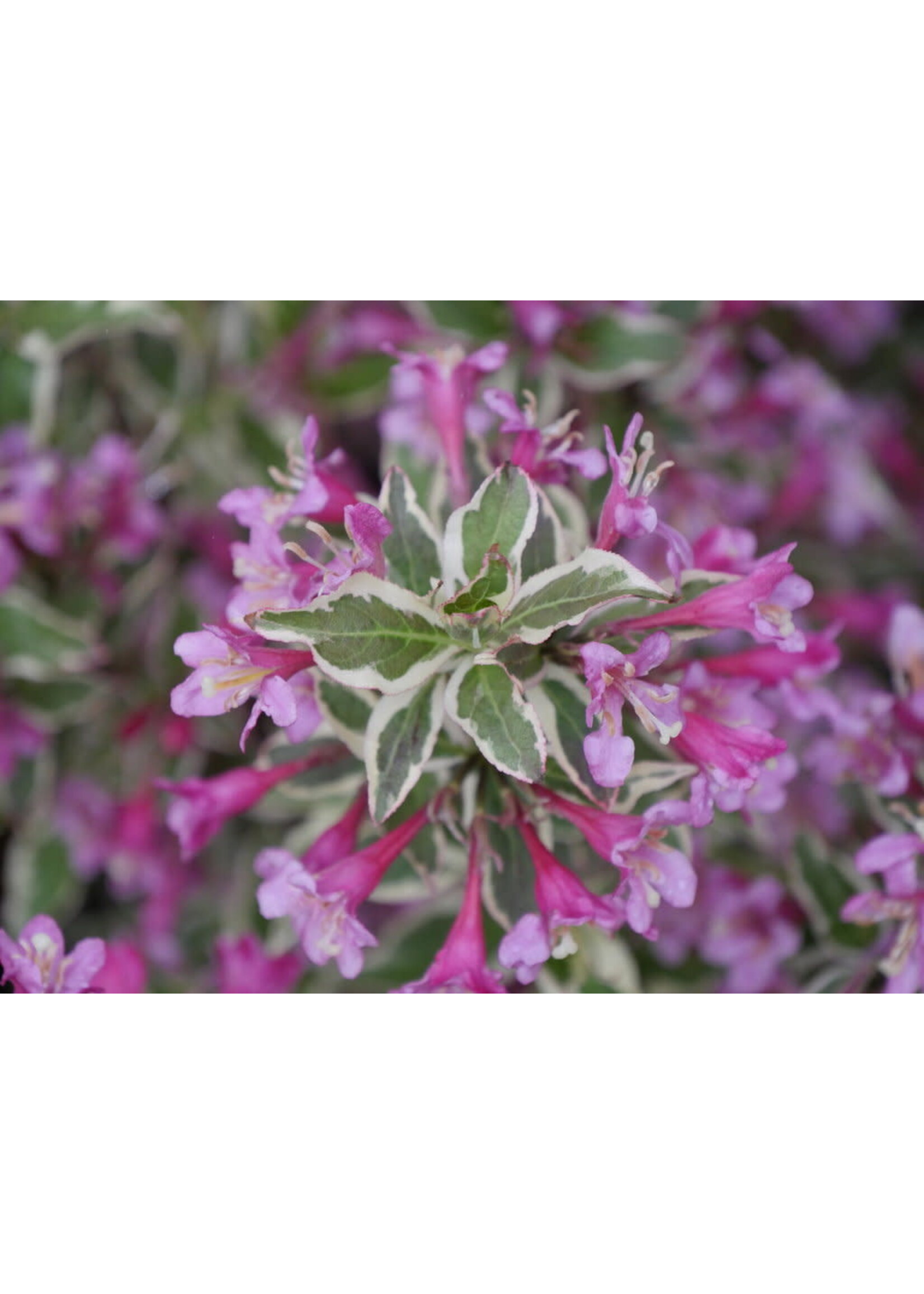 Weigela florida Verweig Weigela, My Monet purple effect, #3