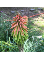 Tritoma Fire Dance,  Red Hot Poker #1