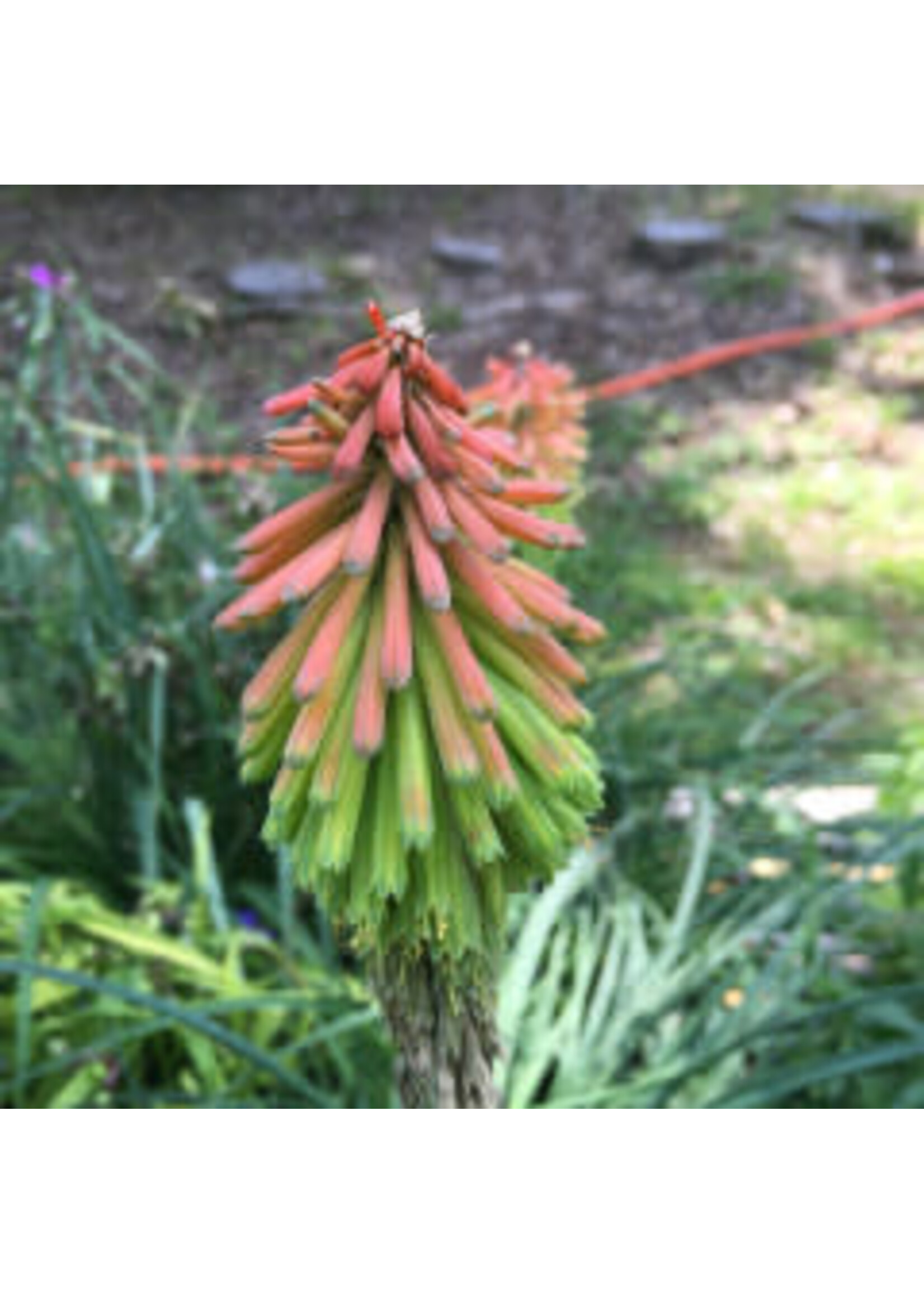 Tritoma Fire Dance,  Red Hot Poker #1