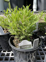 Perovskia atrip. Blue Jean Baby- Russian Sage, #1