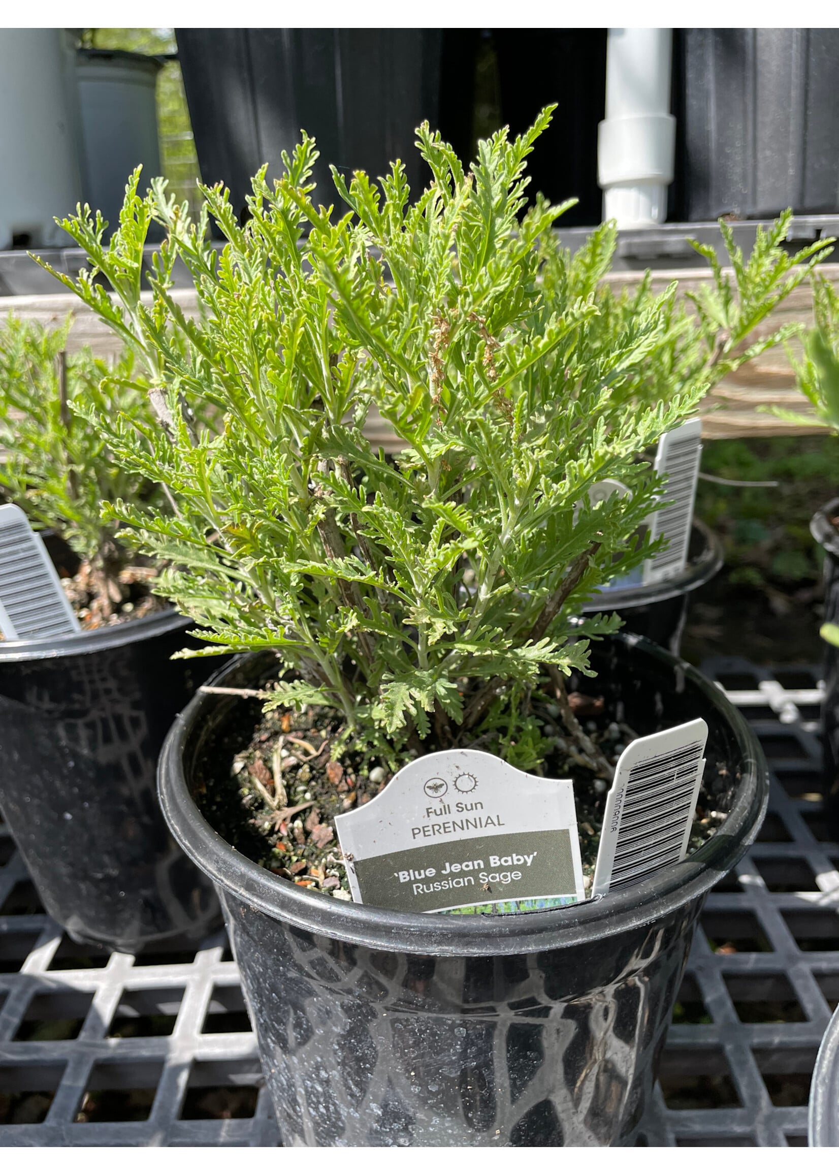 Perovskia atrip. Blue Jean Baby- Russian Sage, #1