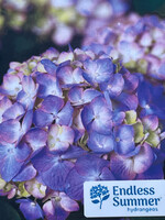 Hydrangea mac. Bloomstruck #3