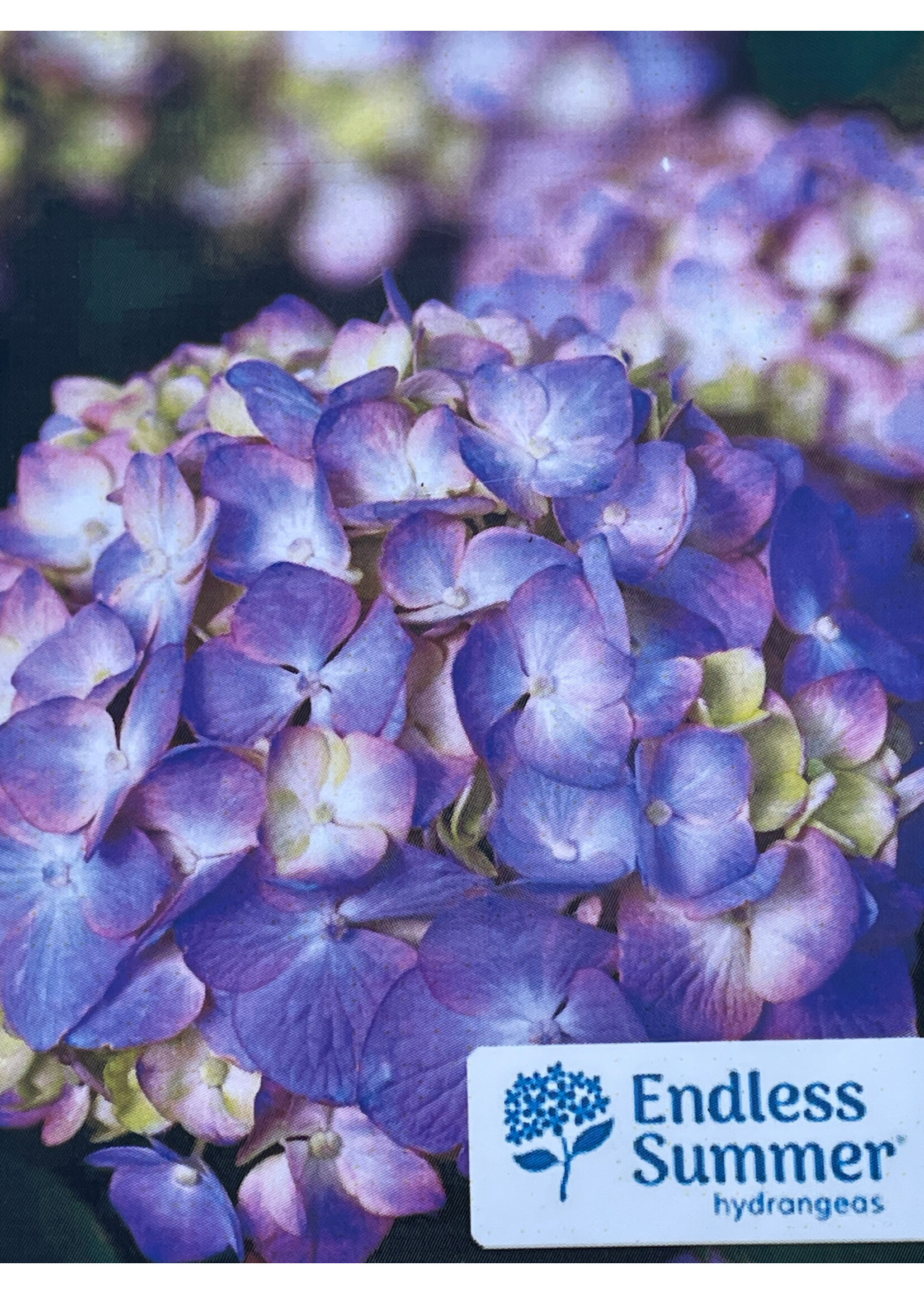 Hydrangea mac. Bloomstruck #3