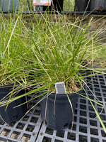 Deschampsia cespitosa, Tufted Hairgrass #1 Container