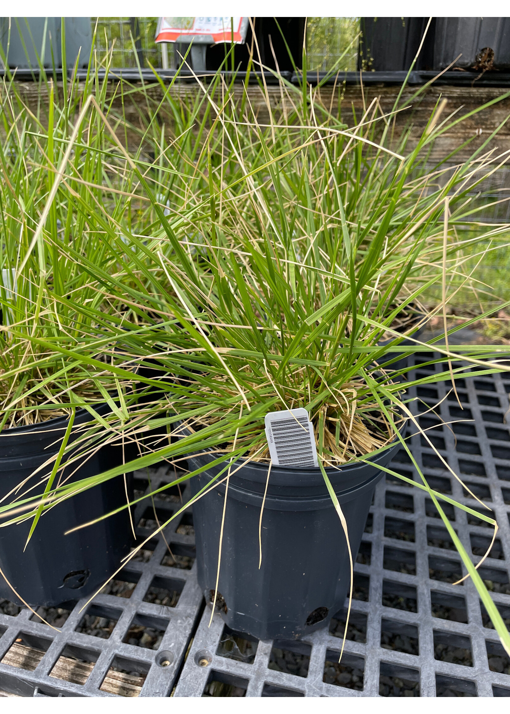Deschampsia cespitosa, Tufted Hairgrass #1 Container