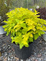 Physocarpus opul. Lemon Candy Ninebark,  #3
