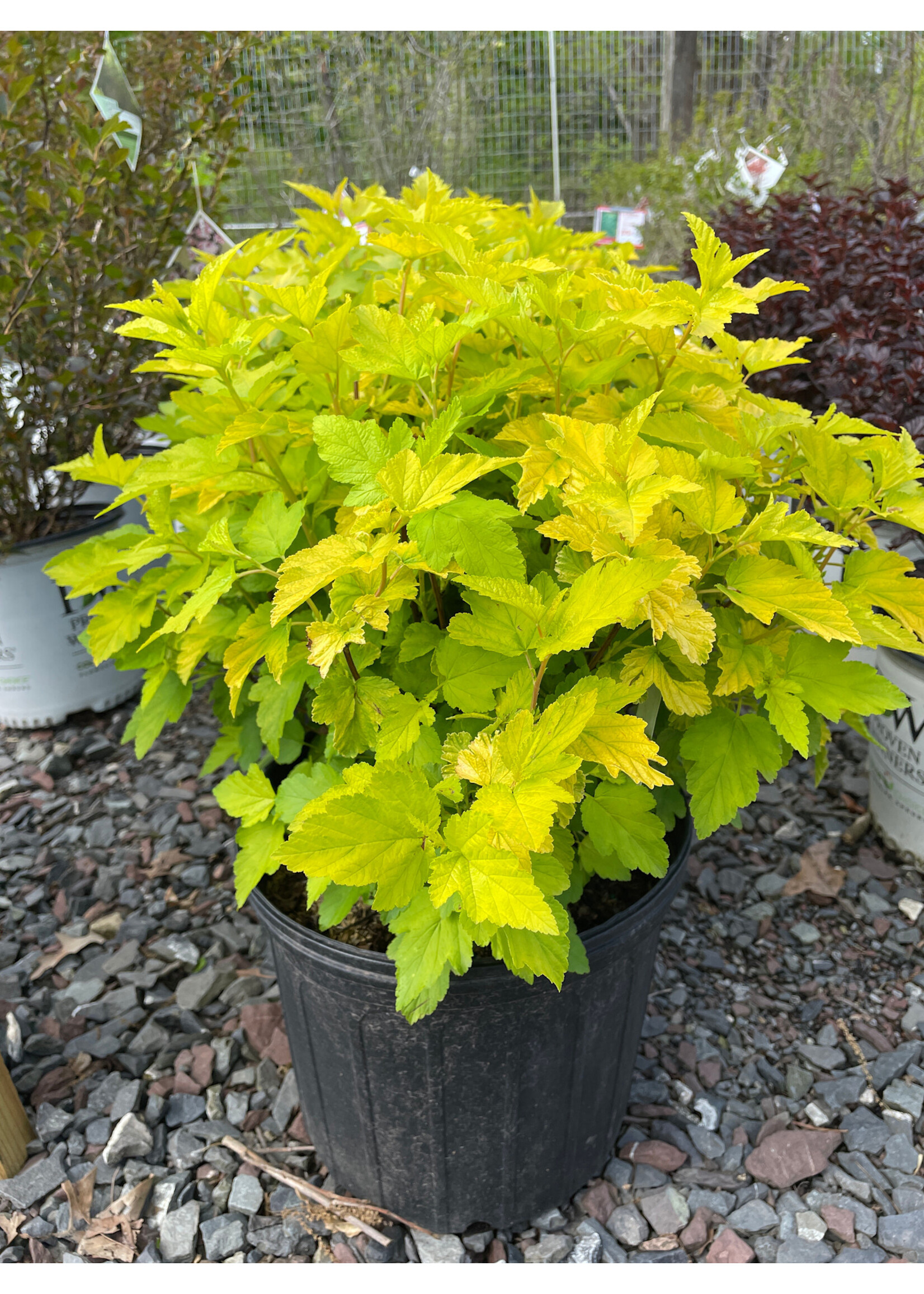 Physocarpus opul. Lemon Candy Ninebark,  #3