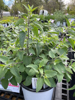 Agastache Navajo Sunset, Anise Hyssop #1 Container