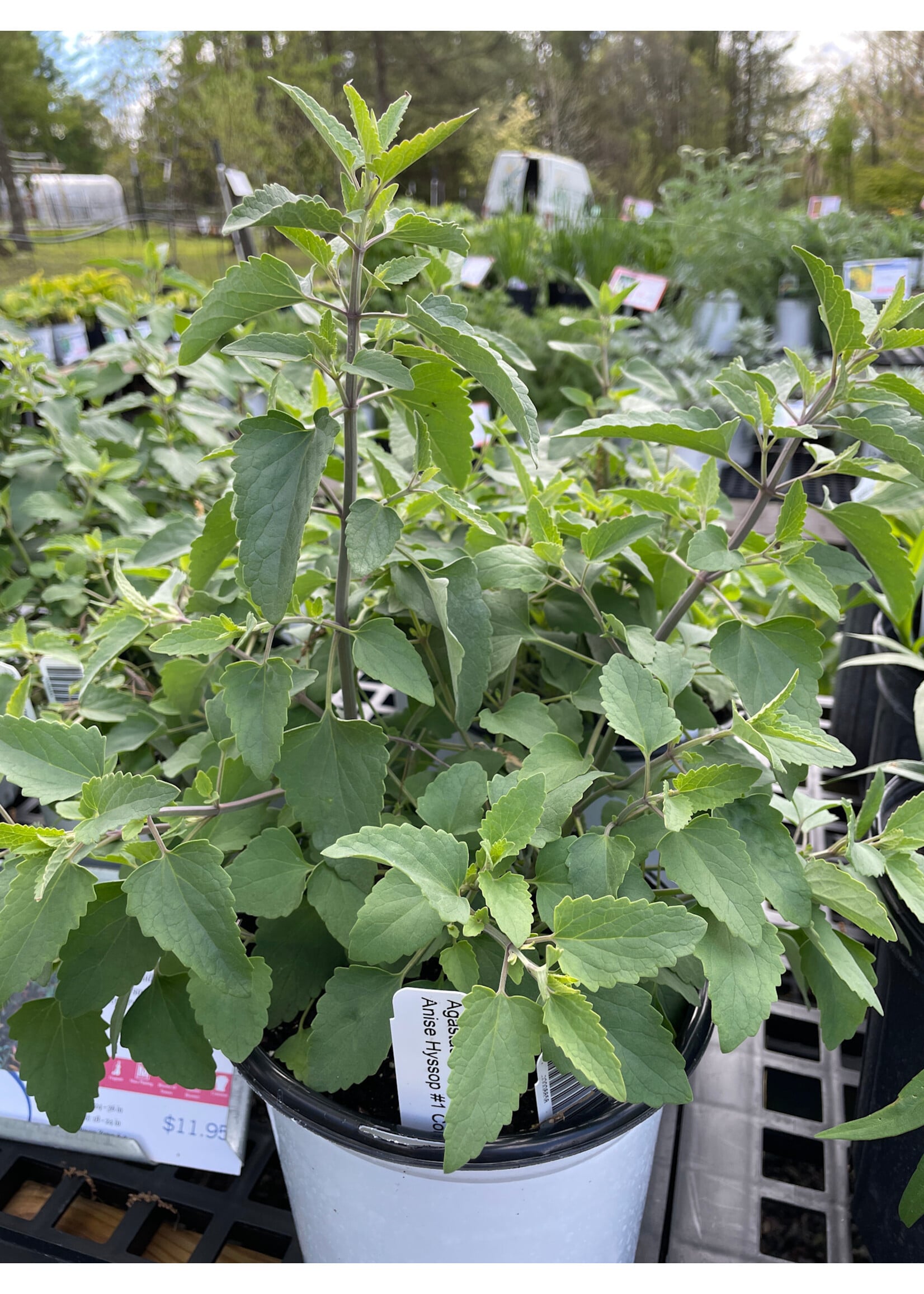 Agastache Navajo Sunset, Anise Hyssop #1 Container
