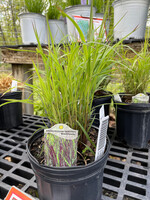 Andropogon gerardii Blackhawks Grass - Ornamental Blackhawks Big Bluestem, #1