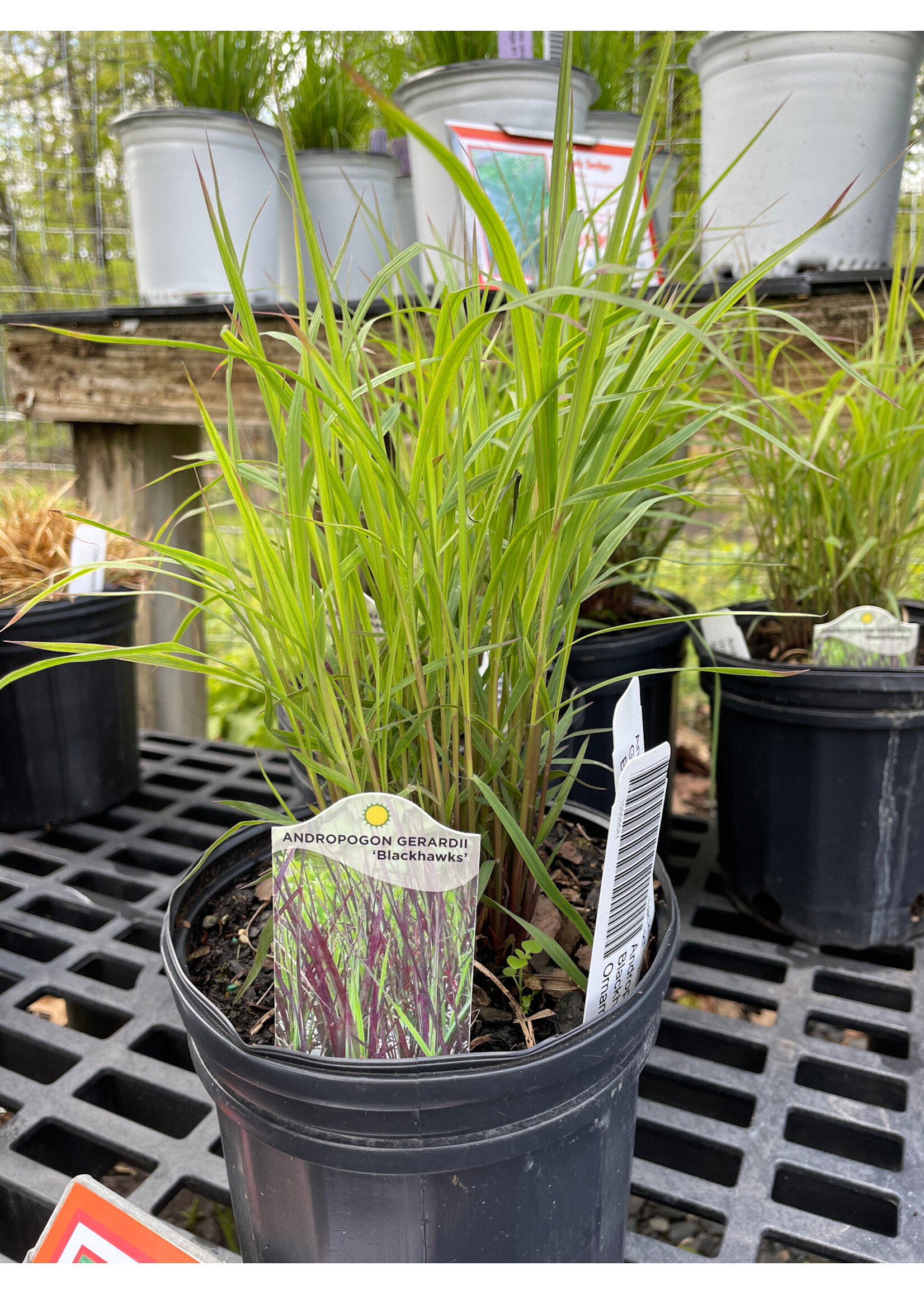 Andropogon gerardii Blackhawks Grass - Ornamental Blackhawks Big Bluestem, #1