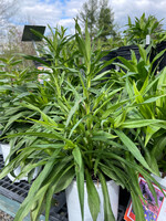 Aster novi-belgii Aster, New Hybrids, #1 Container